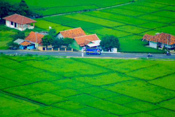rice fields
